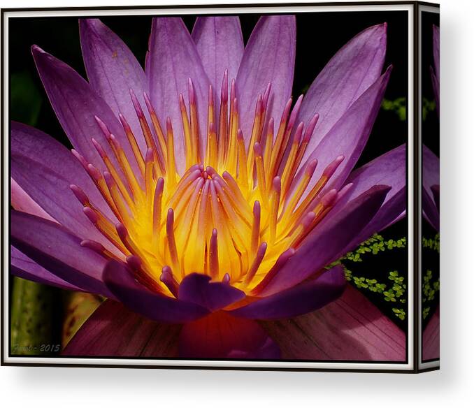 Nymphaeaceae Canvas Print featuring the photograph Water Lily #3 by Farol Tomson