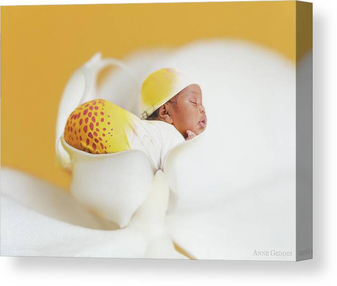 Orchid Canvas Print featuring the photograph Telayiah in a Moth Orchid by Anne Geddes