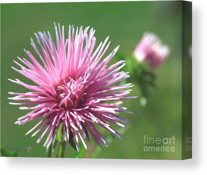 Mccombie Canvas Print featuring the photograph Aster named Unicum Rose #3 by J McCombie