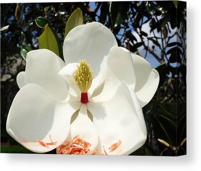 Magnolia Canvas Print featuring the photograph Magnolia Blossom #4 by Farol Tomson