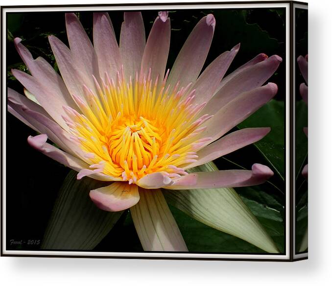 Nymphaeaceae Canvas Print featuring the photograph Water Lily #4 by Farol Tomson