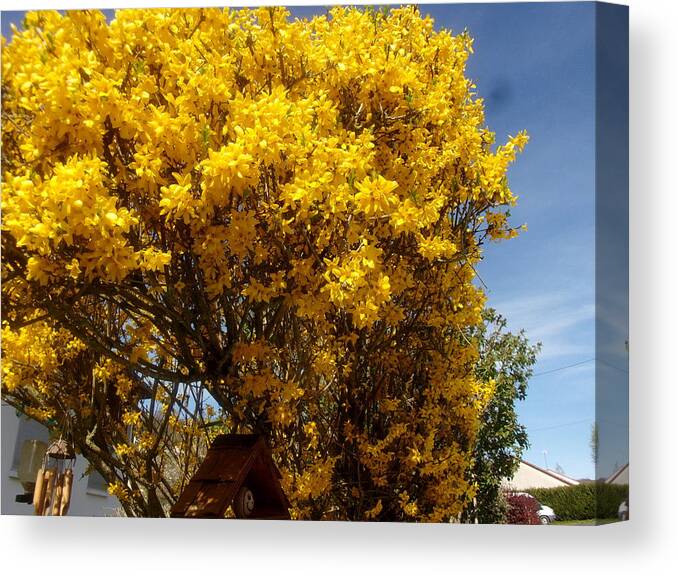 Blossom Canvas Print featuring the photograph Blossom #5 by Jackie Russo