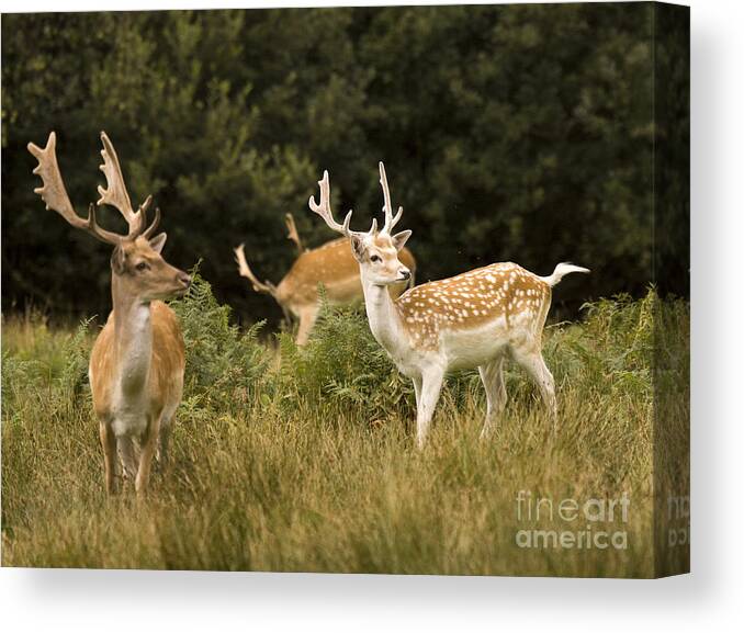 Fallow Deer Canvas Print featuring the photograph Fallow Deer #7 by Ang El