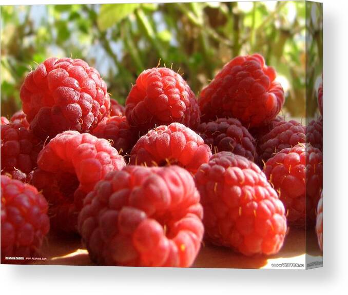 Raspberry Canvas Print featuring the photograph Raspberry #7 by Mariel Mcmeeking