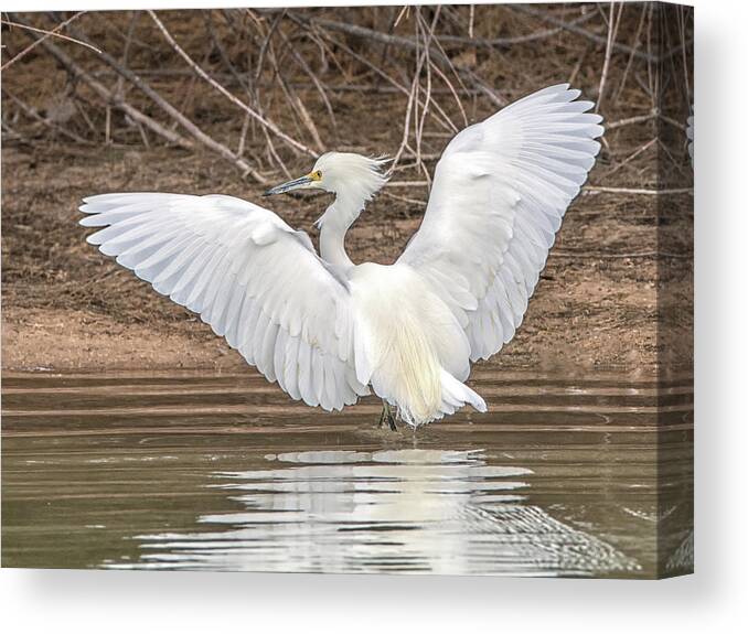 Snowy Canvas Print featuring the photograph Snowy Egret #94 by Tam Ryan