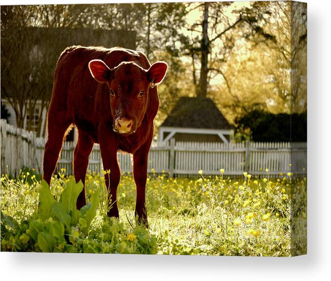 Colonial Williamsburg Canvas Print featuring the photograph A Calf in April by Rachel Morrison