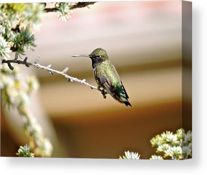 Hummingbird On A Stick Canvas Print featuring the photograph A Contented Hummer by Patricia Haynes