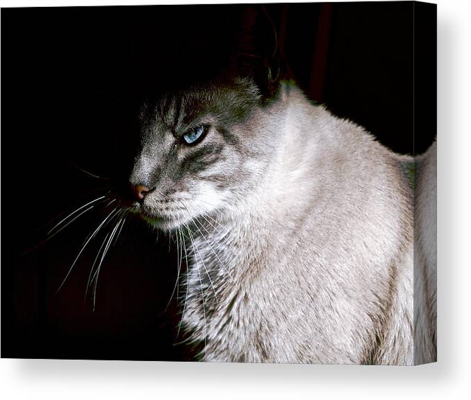Cat Canvas Print featuring the photograph A Glare by Rachel Morrison