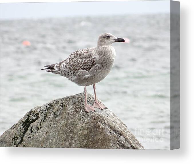 Gull Canvas Print featuring the photograph A moment of rest by Karin Ravasio