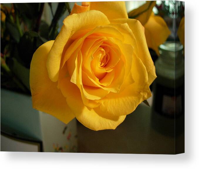 Rose Canvas Print featuring the photograph A Perfect Yellow Rose by Bonita Waitl