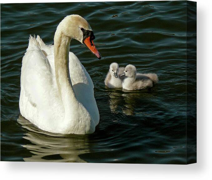 Swan Canvas Print featuring the photograph Adoring Mother by Inge Riis McDonald