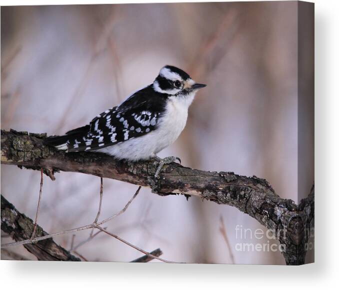 Branches Canvas Print featuring the photograph Adult Female Downy Woodpecker by Cathy Beharriell