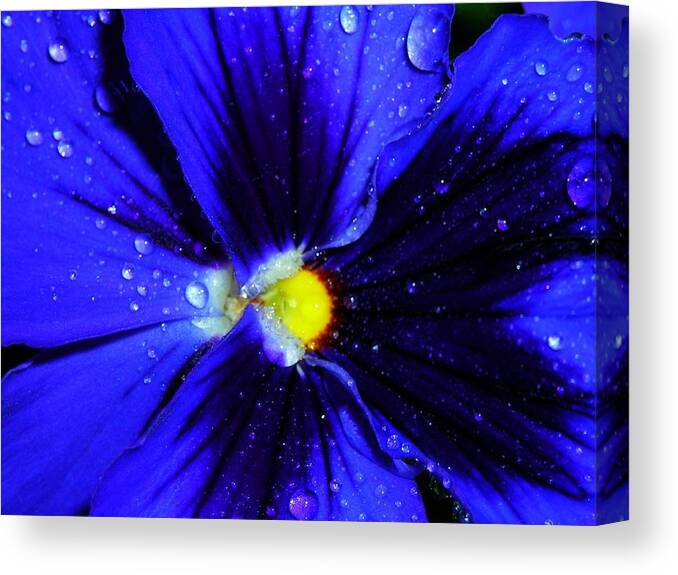 Flower Canvas Print featuring the photograph After the Rain ... by Juergen Weiss
