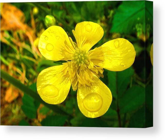Plants Canvas Print featuring the photograph After the Rain by Roberto Alamino