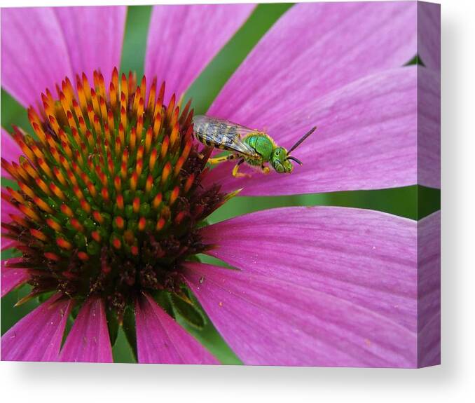 Sweat Canvas Print featuring the photograph Agapostemon by Carl Moore