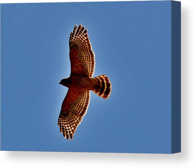 Eagle Canvas Print featuring the photograph Osprey by Eileen Brymer