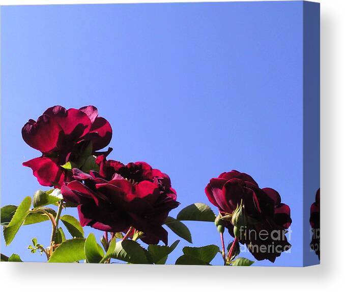 All About Roses And Blue Skies Xi Photograph Photography Canvas Print featuring the photograph All About Roses and Blue Skies XI by Daniel Henning