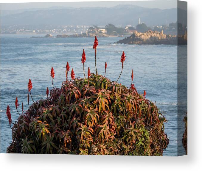 Aloe Canvas Print featuring the photograph Aloe Over Monterey by Derek Dean