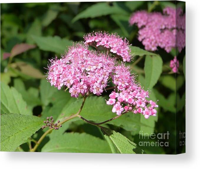 Flower Canvas Print featuring the photograph Along Trail 4 by Donald C Morgan