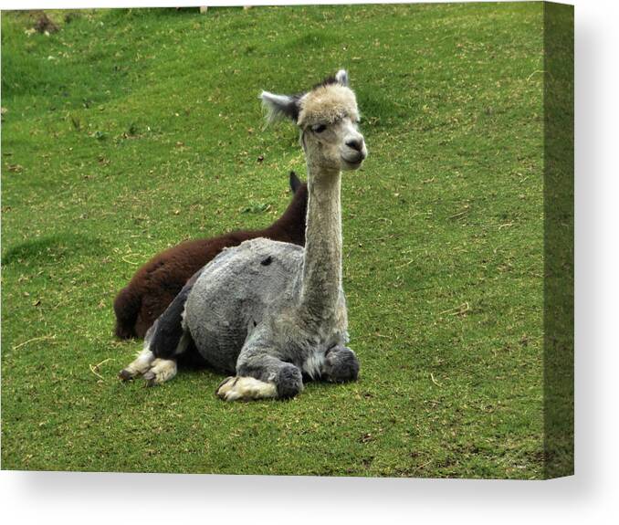 Portrait Canvas Print featuring the photograph Alpacas by Michael Blaine