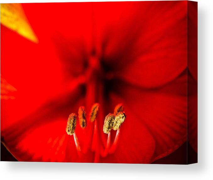 Amaryllis Canvas Print featuring the photograph Amaryllis #2 by Neil Pankler