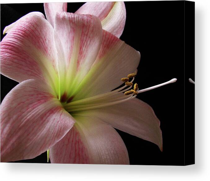 Amaryllis Canvas Print featuring the photograph Amaryllis by Nancy Griswold