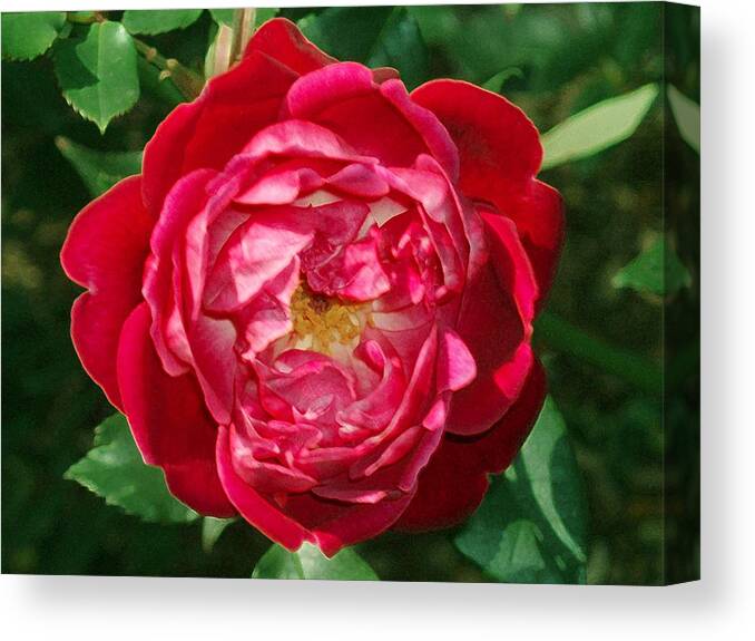 Rose Canvas Print featuring the photograph Amazing Rose by Eric Howell