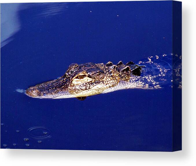 Animals Canvas Print featuring the photograph American Alligator 015 by Christopher Mercer