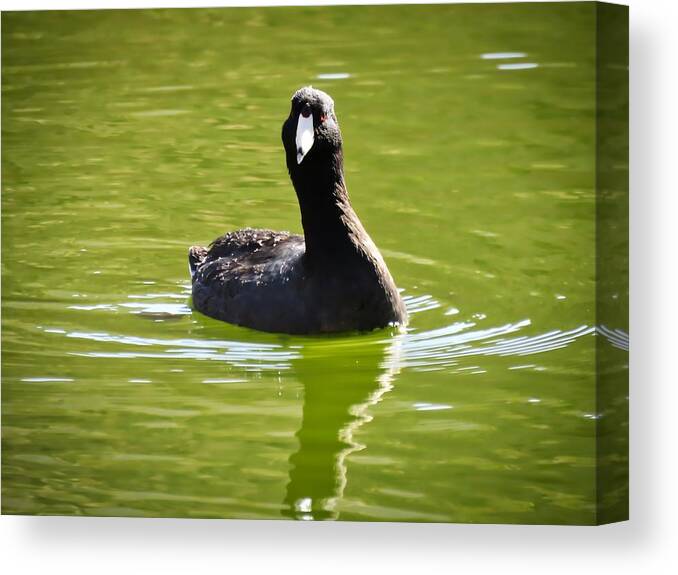 American Coot Canvas Print featuring the photograph American Coot Portrait by Judy Kennedy