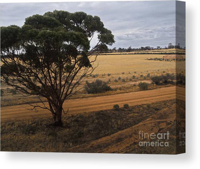 Digital Color Photo Canvas Print featuring the photograph An Australian Tree by Tim Richards