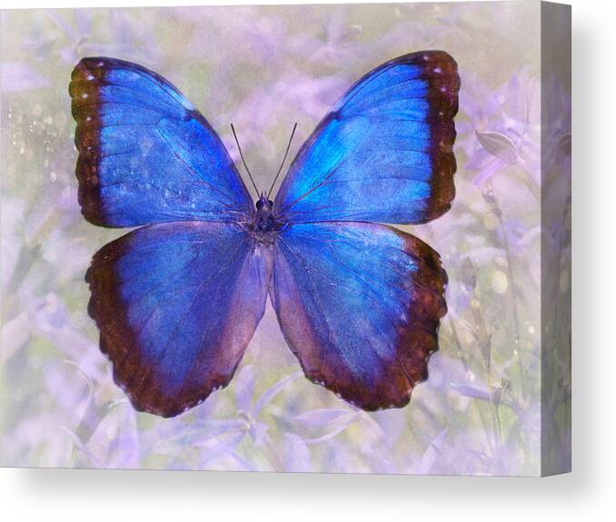 Butterfly Canvas Print featuring the photograph Angel in Blue by Leda Robertson