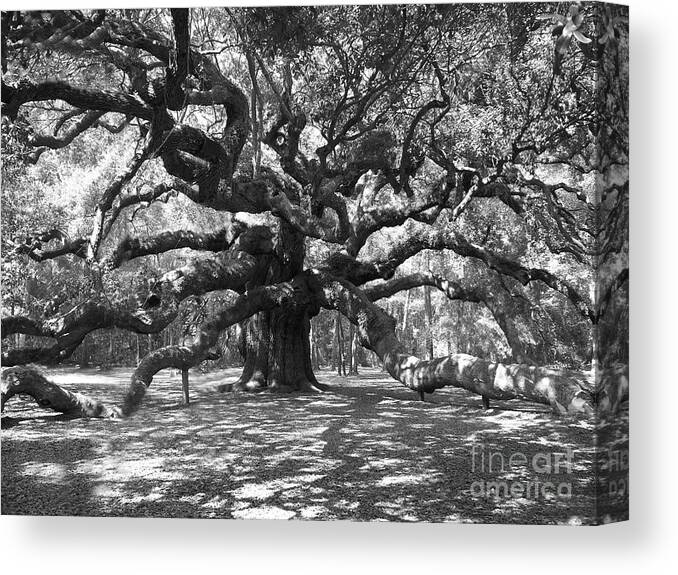 Black And White Canvas Print featuring the photograph Angel Oak Tree Black and White by Melanie Snipes