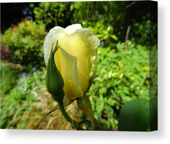 Rose Canvas Print featuring the photograph Angel wing by Susan Baker