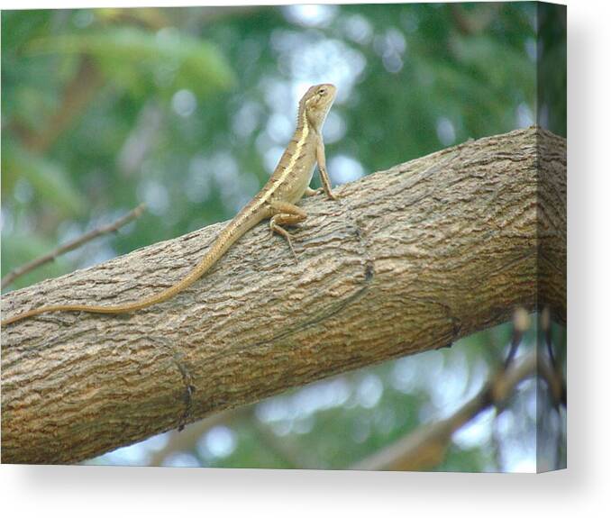 Animal. Trees Canvas Print featuring the photograph Animal Lizard Indonesia by Muhammad Zamroni