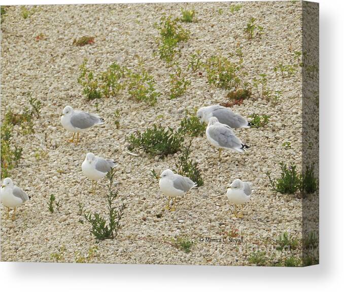 Seagulls Canvas Print featuring the photograph Animals A12 by Monica C Stovall