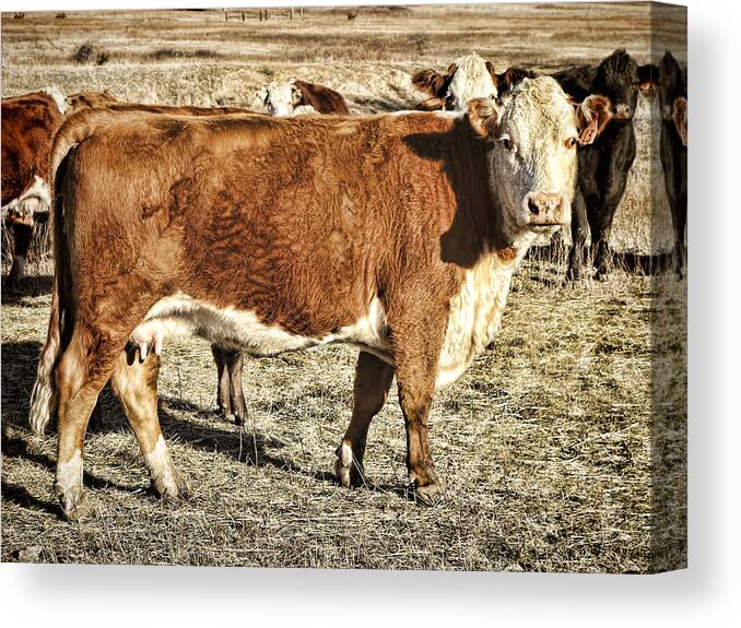 Cow Canvas Print featuring the photograph Animals Cow Thirteen Photograph by Ann Powell