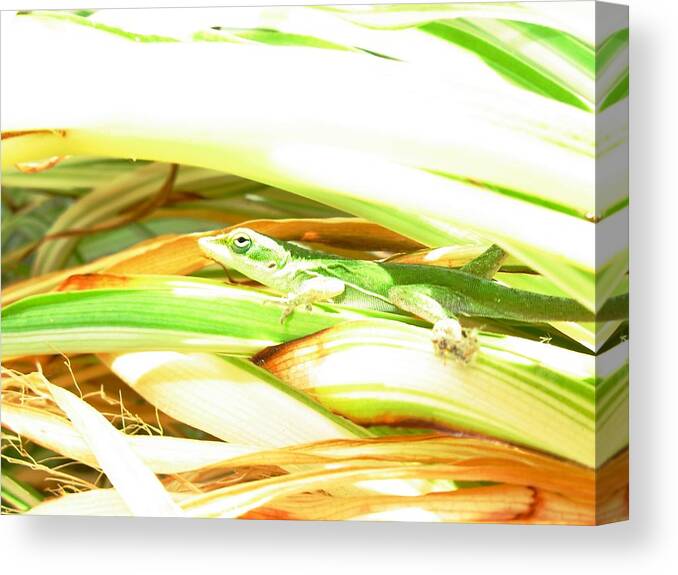 This Tiny Anole Is Resting And Sunning. Canvas Print featuring the photograph Anole Sunning by Jeanne Juhos