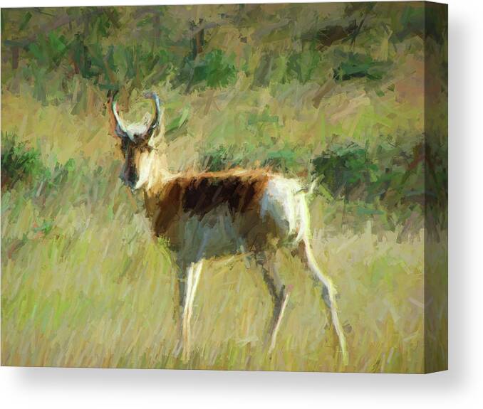 Digital Painting From A Photograph. Canvas Print featuring the digital art Antelope Alone by Cathy Anderson