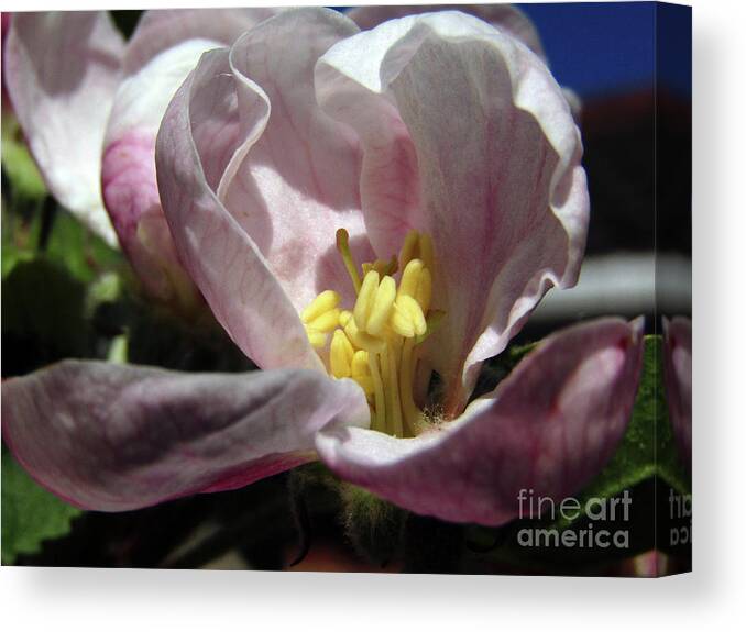 Apple Blossoms Canvas Print featuring the photograph Apple Blossoms 4 by Kim Tran