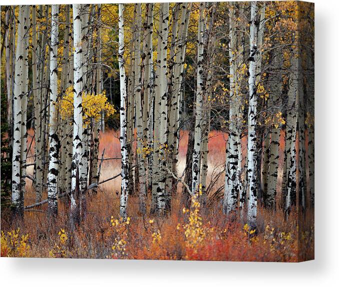 Aspen Canvas Print featuring the photograph Appreciation II by Emily Dickey