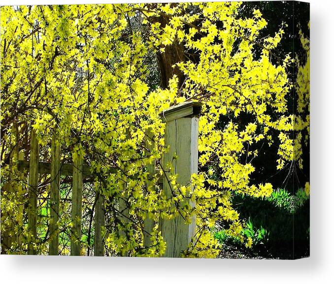 Flowers Canvas Print featuring the photograph April Gold by Joyce Kimble Smith