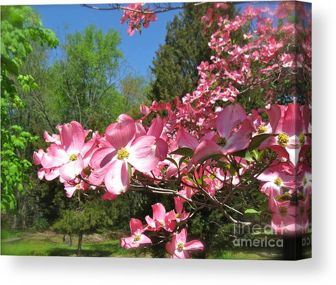 Pink Dogwood Tree Canvas Print featuring the photograph April in Bloom by Nancy Patterson