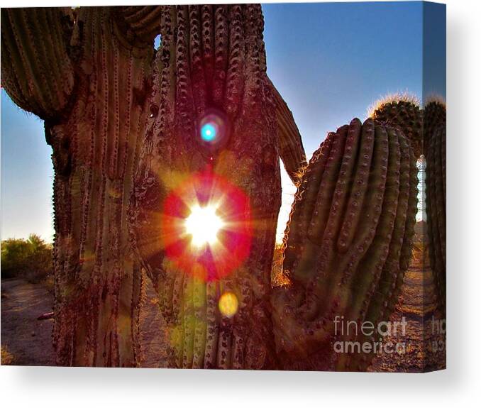 Photograph Canvas Print featuring the photograph Arizona Prime Cactus Sunset by Delynn Addams