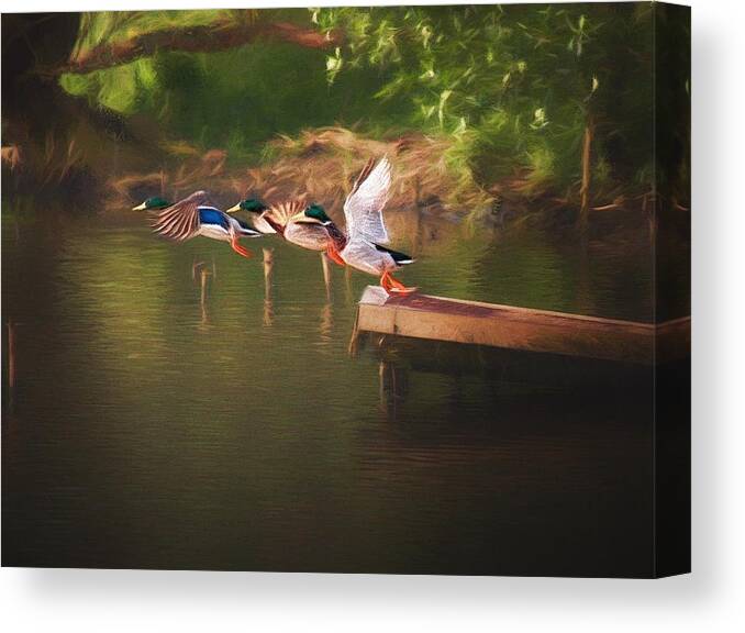 Duck Canvas Print featuring the photograph Around the river by Jaroslav Buna