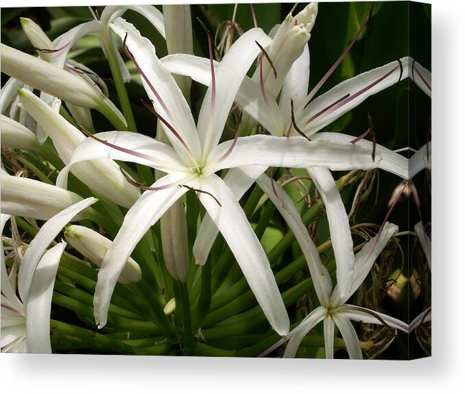 Flower Canvas Print featuring the photograph Asiatic Poison Lily by Amy Fose