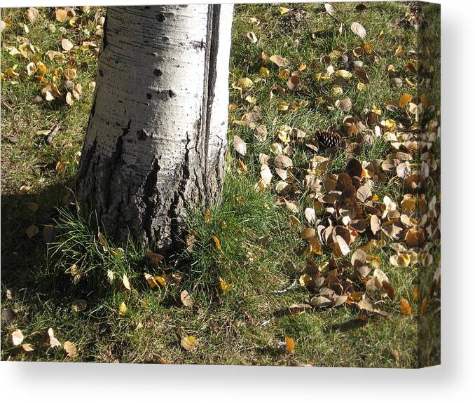 Aspen Canvas Print featuring the photograph Aspen Abacus by Judith Lauter