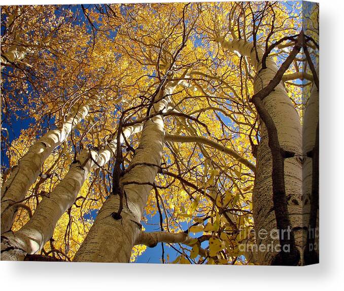 Aspen Tree Fall Colors Canvas Print featuring the photograph Aspen's Reaching by Scott McGuire
