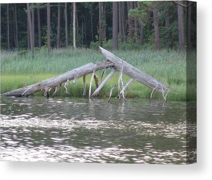 Bay Canvas Print featuring the photograph Assawoman Tree by Kevin Callahan