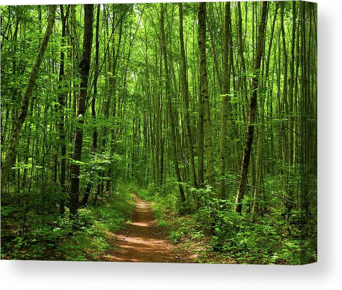 At In Ct Canvas Print featuring the photograph AT in Connecticut's Tall Trees by Raymond Salani III