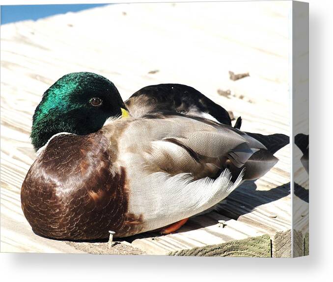 Duck Canvas Print featuring the photograph At Rest No. 3 by Chuck Shafer